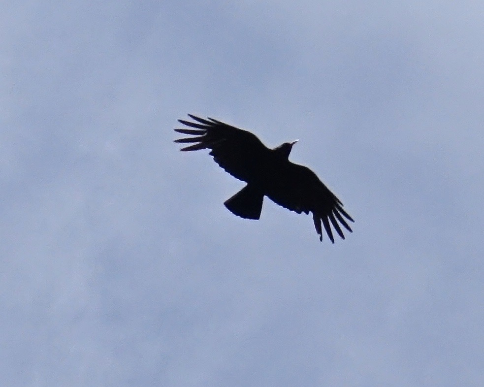 alpine chough